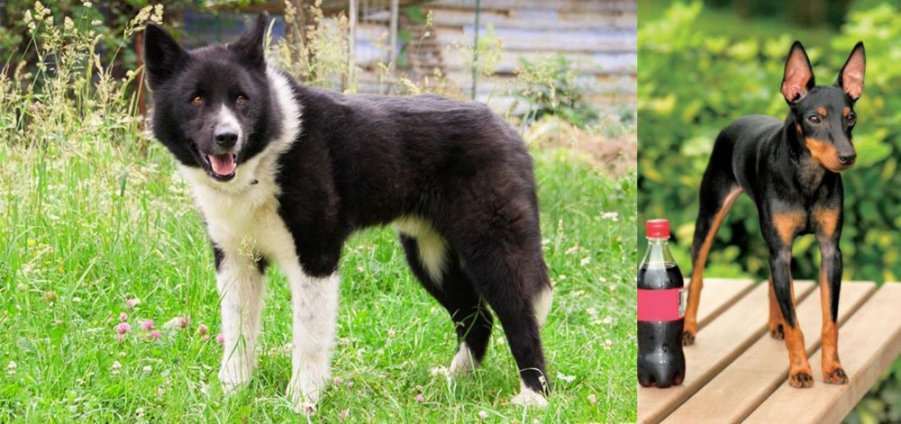 Toy Manchester Terrier vs Karelian Bear Dog - Breed Comparison