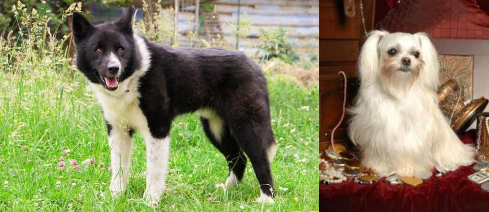Toy Mi-Ki vs Karelian Bear Dog - Breed Comparison