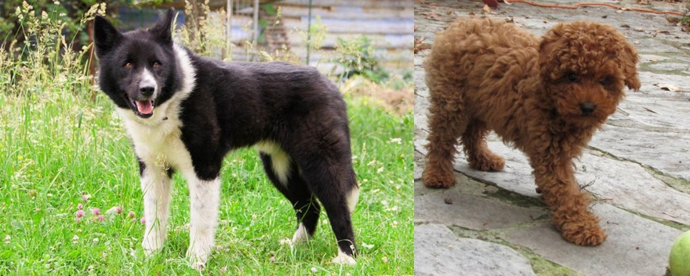 Toy Poodle vs Karelian Bear Dog - Breed Comparison