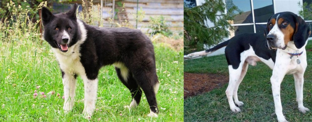 Treeing Walker Coonhound vs Karelian Bear Dog - Breed Comparison