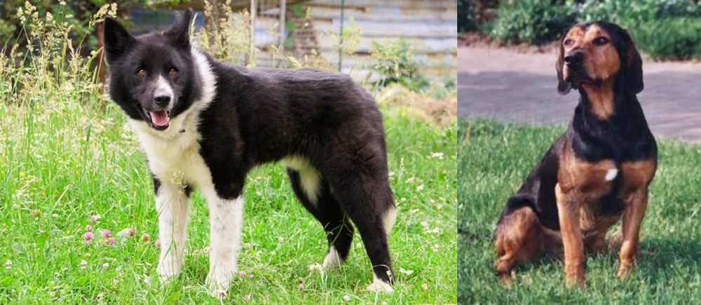 Tyrolean Hound vs Karelian Bear Dog - Breed Comparison