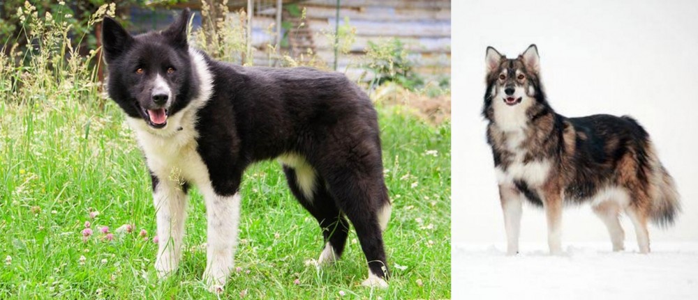 Utonagan vs Karelian Bear Dog - Breed Comparison