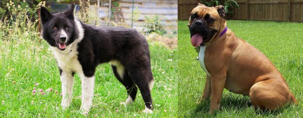Valley Bulldog vs Karelian Bear Dog - Breed Comparison