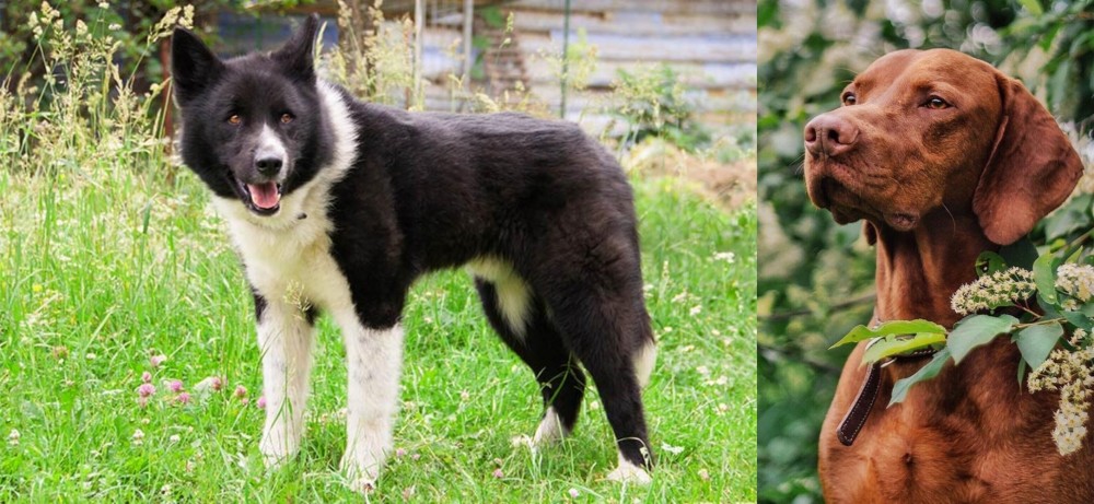 Vizsla vs Karelian Bear Dog - Breed Comparison