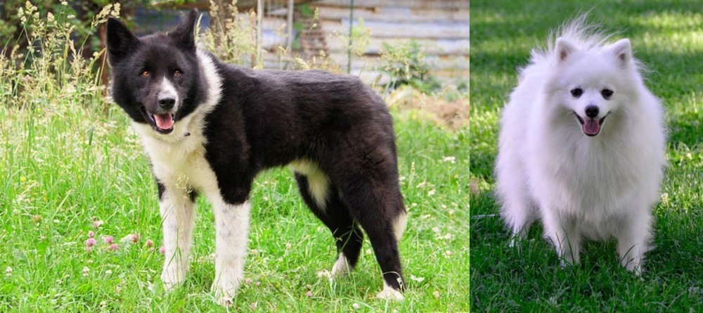 Volpino Italiano vs Karelian Bear Dog - Breed Comparison