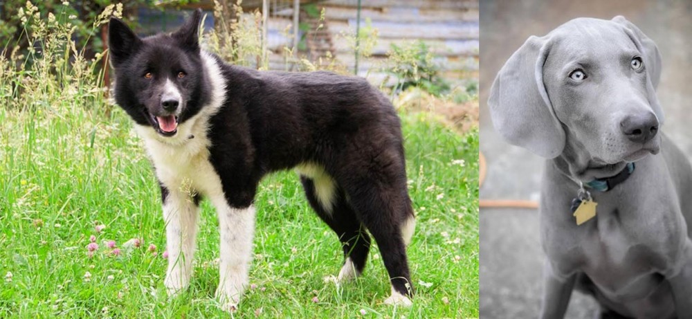 Weimaraner vs Karelian Bear Dog - Breed Comparison