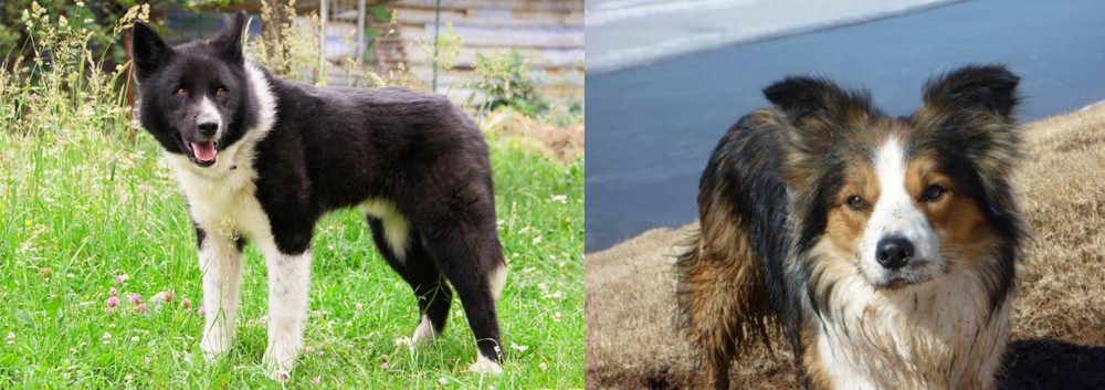 Welsh Sheepdog vs Karelian Bear Dog - Breed Comparison