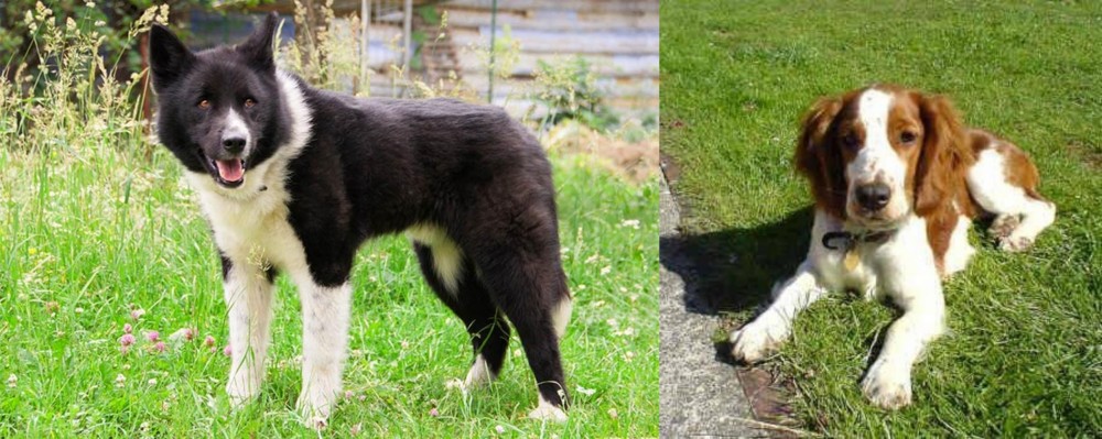 Welsh Springer Spaniel vs Karelian Bear Dog - Breed Comparison