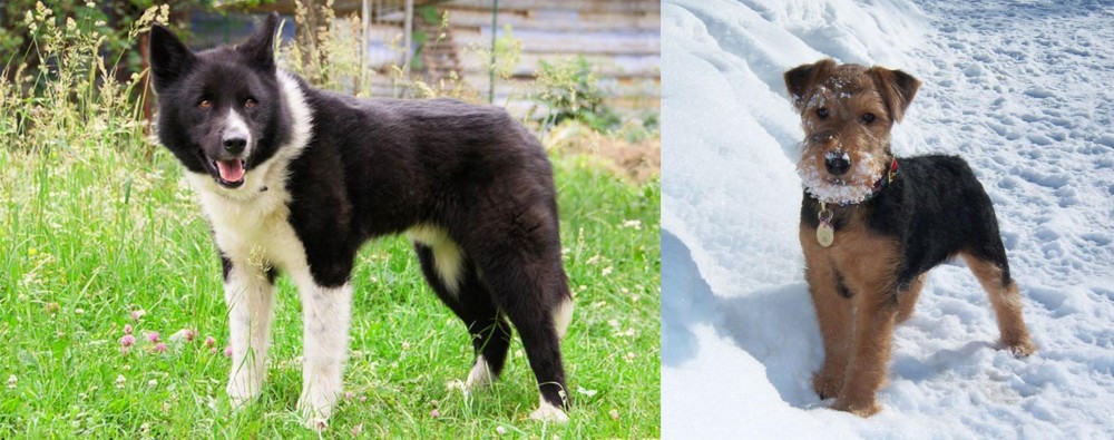 Welsh Terrier vs Karelian Bear Dog - Breed Comparison
