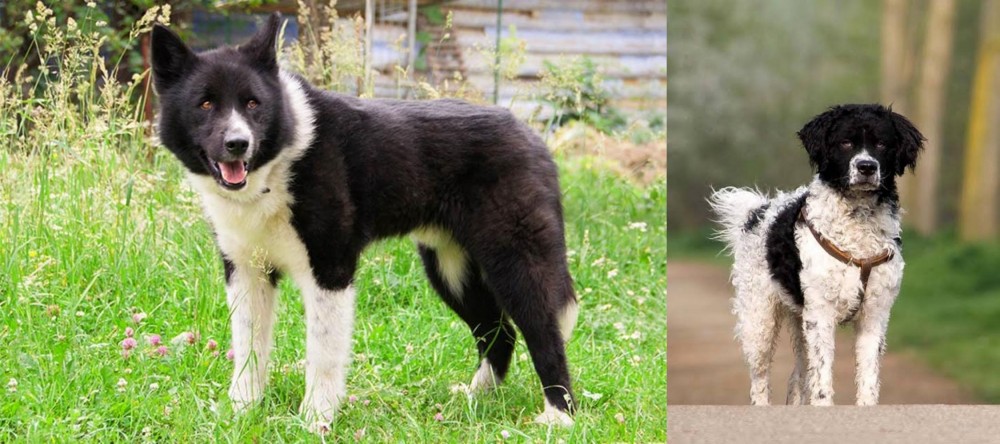 Wetterhoun vs Karelian Bear Dog - Breed Comparison