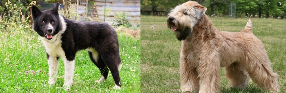 Wheaten Terrier vs Karelian Bear Dog - Breed Comparison