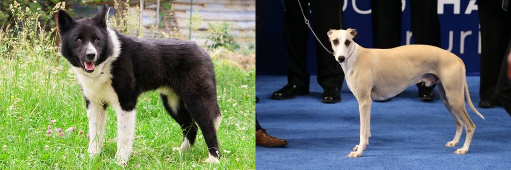 Whippet vs Karelian Bear Dog - Breed Comparison