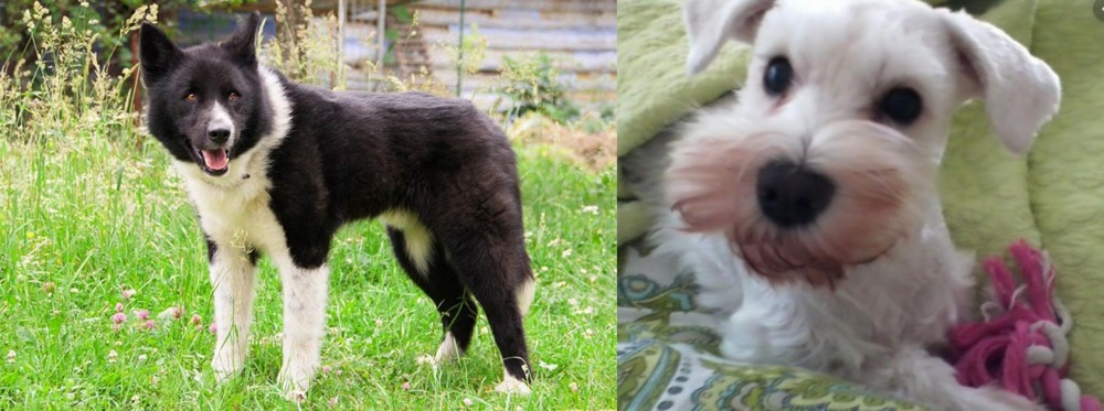 White Schnauzer vs Karelian Bear Dog - Breed Comparison