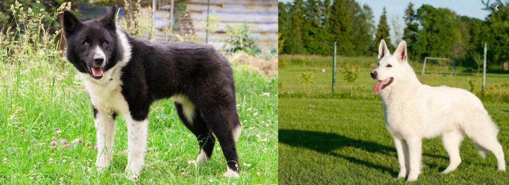 White Shepherd vs Karelian Bear Dog - Breed Comparison