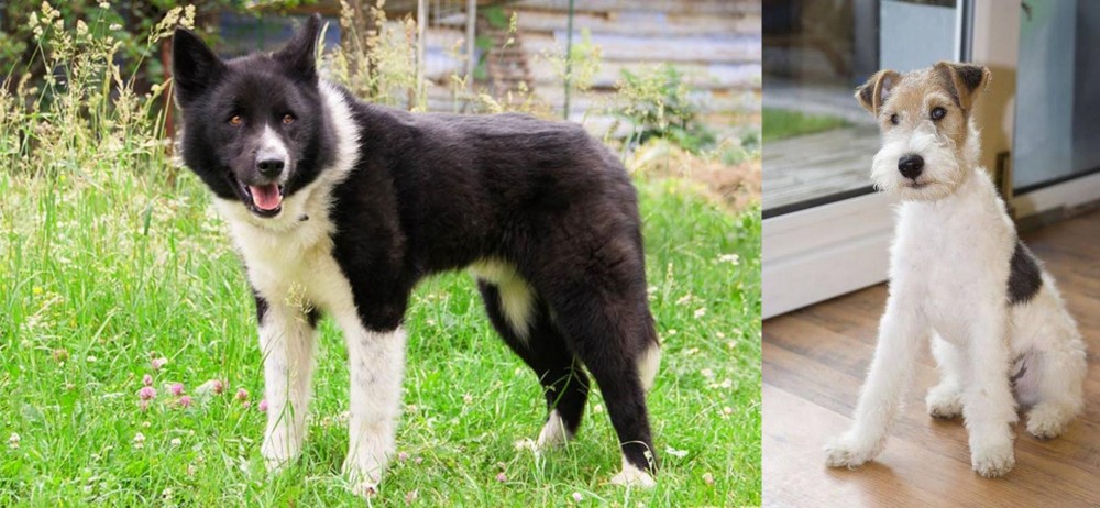 Wire Fox Terrier vs Karelian Bear Dog - Breed Comparison