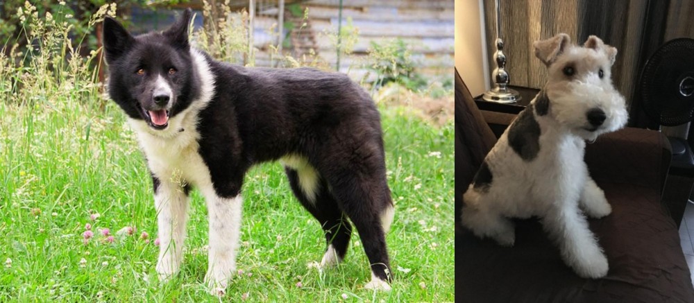 Wire Haired Fox Terrier vs Karelian Bear Dog - Breed Comparison