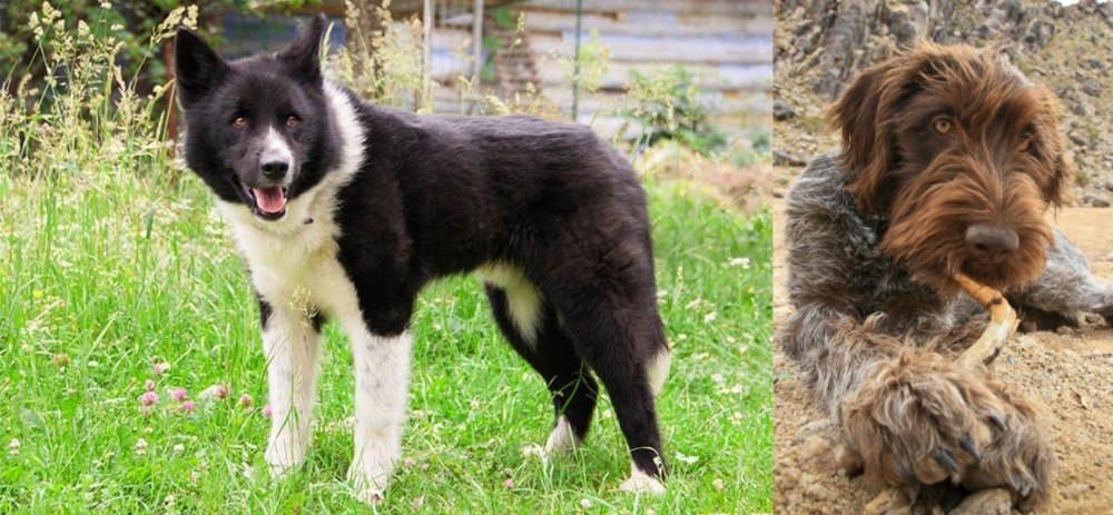 Wirehaired Pointing Griffon vs Karelian Bear Dog - Breed Comparison