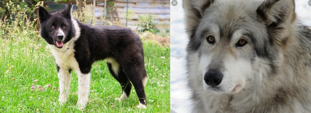 Wolfdog vs Karelian Bear Dog - Breed Comparison