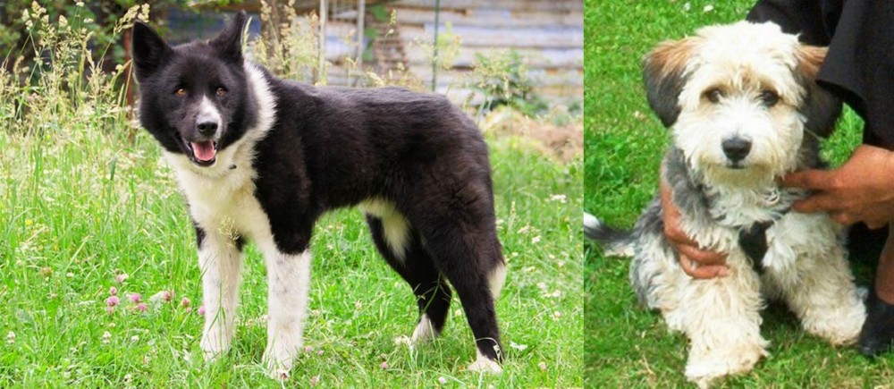 Yo-Chon vs Karelian Bear Dog - Breed Comparison