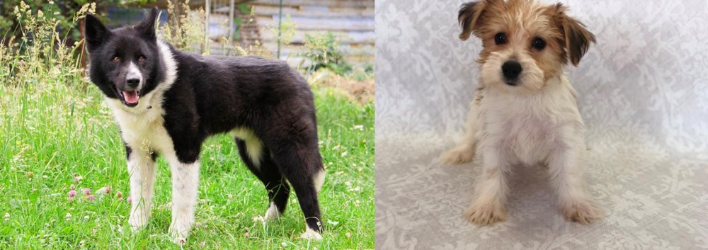 Yochon vs Karelian Bear Dog - Breed Comparison