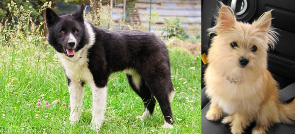 Yoranian vs Karelian Bear Dog - Breed Comparison