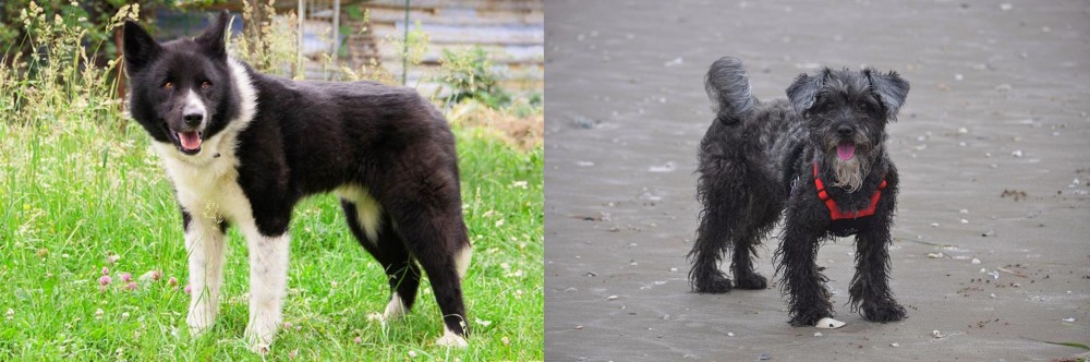 YorkiePoo vs Karelian Bear Dog - Breed Comparison