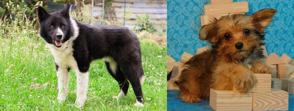 Yorkillon vs Karelian Bear Dog - Breed Comparison