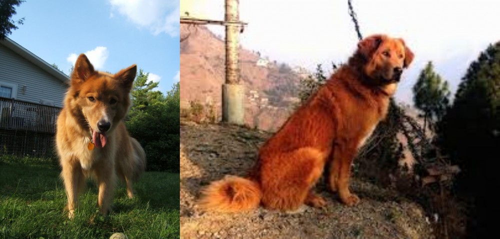 Himalayan Sheepdog vs Karelo-Finnish Laika - Breed Comparison
