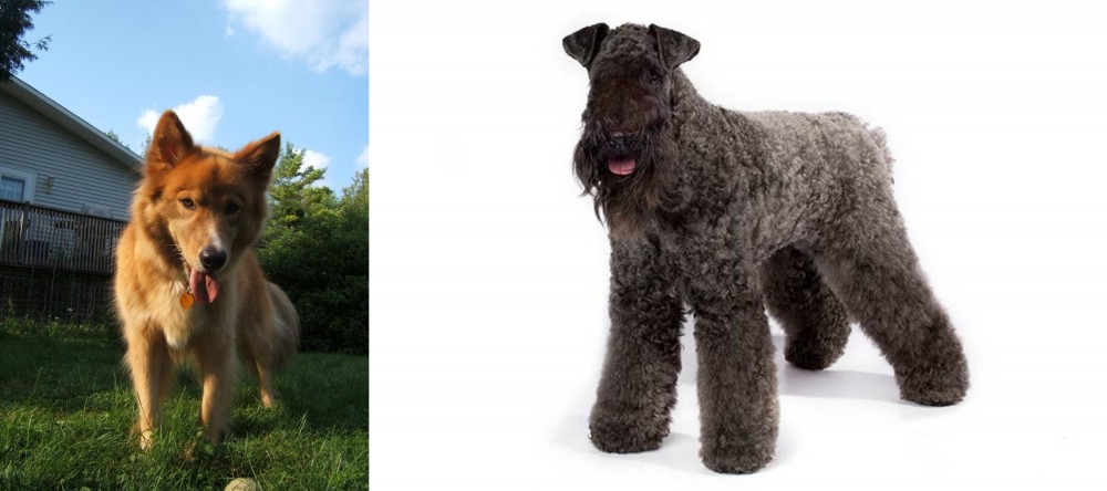 Kerry Blue Terrier vs Karelo-Finnish Laika - Breed Comparison