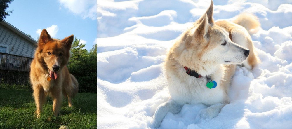 Labrador Husky vs Karelo-Finnish Laika - Breed Comparison