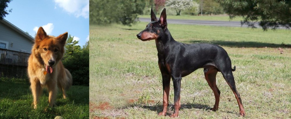 Manchester Terrier vs Karelo-Finnish Laika - Breed Comparison