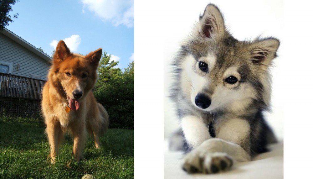 Miniature Siberian Husky vs Karelo-Finnish Laika - Breed Comparison