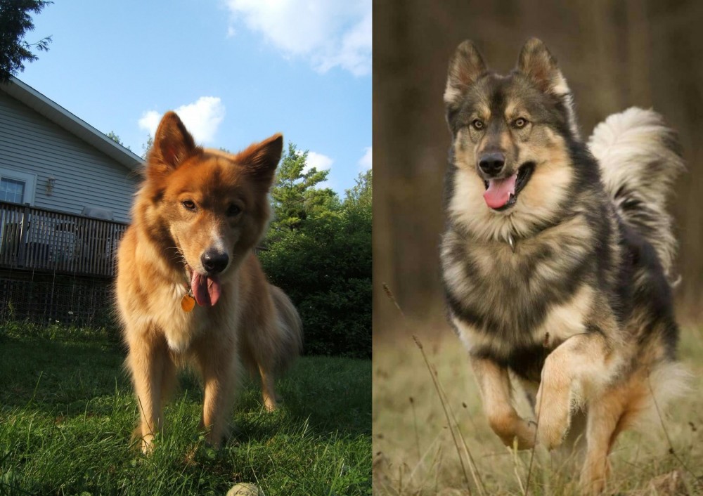 Native American Indian Dog vs Karelo-Finnish Laika - Breed Comparison