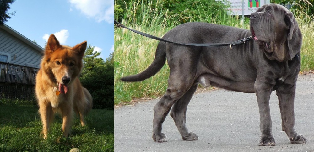 Neapolitan Mastiff vs Karelo-Finnish Laika - Breed Comparison