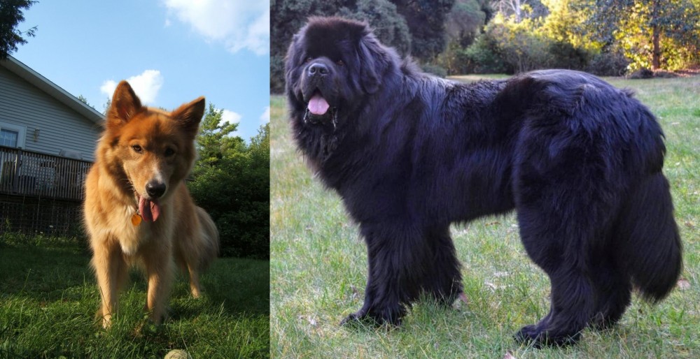 Newfoundland Dog vs Karelo-Finnish Laika - Breed Comparison
