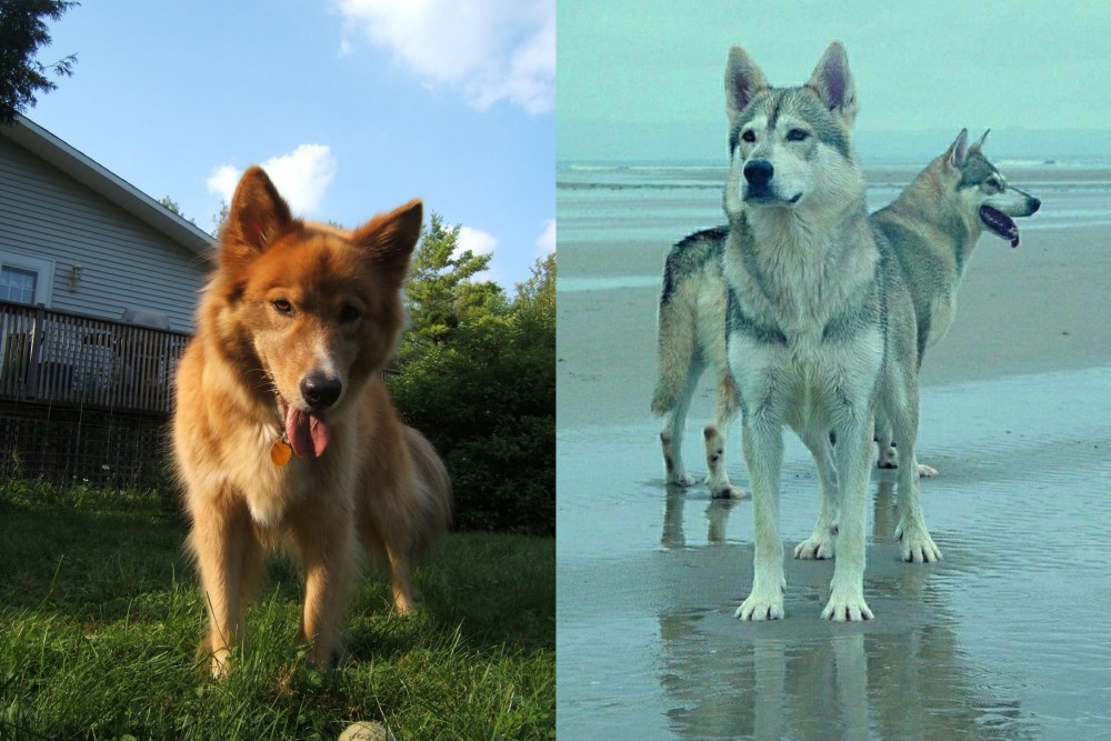 Northern Inuit Dog vs Karelo-Finnish Laika - Breed Comparison