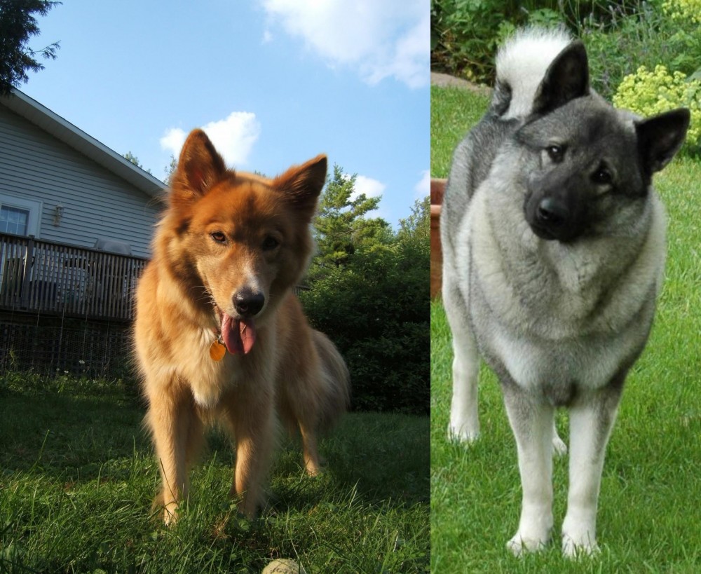 Norwegian Elkhound vs Karelo-Finnish Laika - Breed Comparison