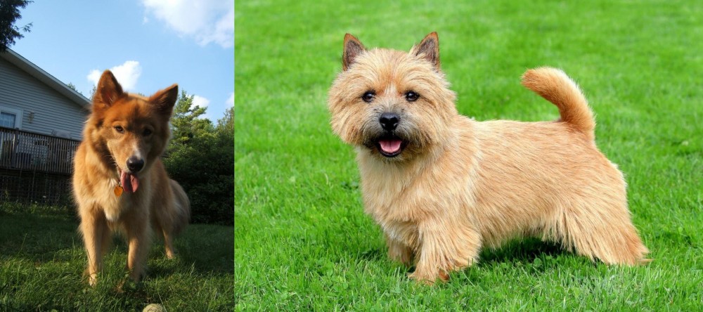 Norwich Terrier vs Karelo-Finnish Laika - Breed Comparison