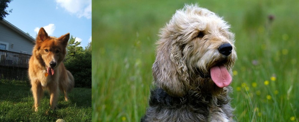 Otterhound vs Karelo-Finnish Laika - Breed Comparison