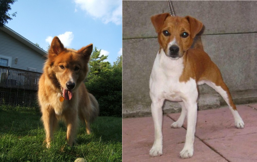 Plummer Terrier vs Karelo-Finnish Laika - Breed Comparison