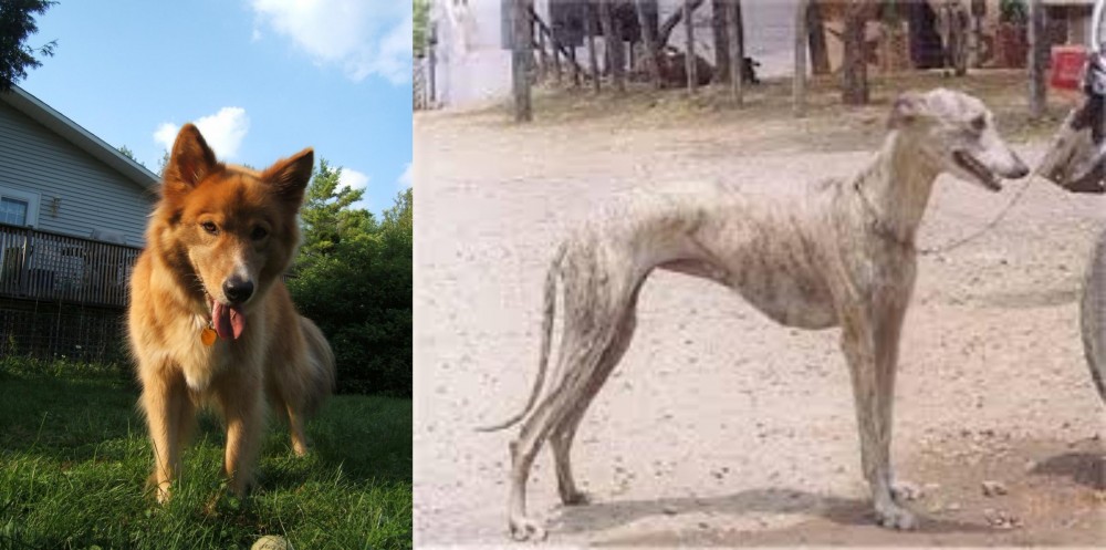 Rampur Greyhound vs Karelo-Finnish Laika - Breed Comparison