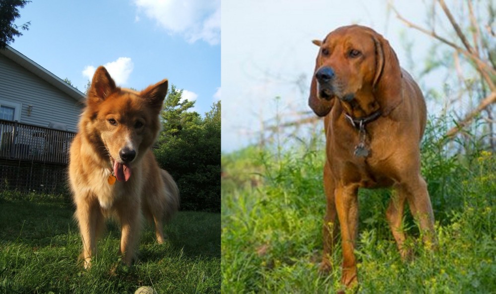 Redbone Coonhound vs Karelo-Finnish Laika - Breed Comparison