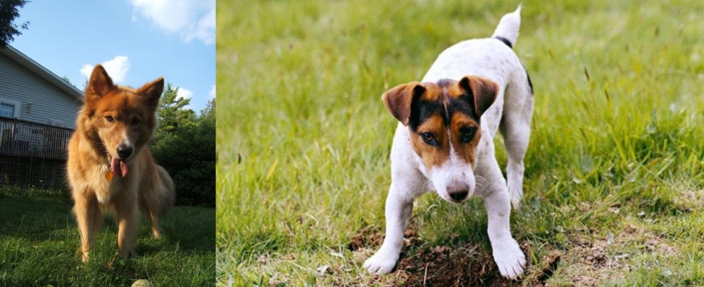 Russell Terrier vs Karelo-Finnish Laika - Breed Comparison