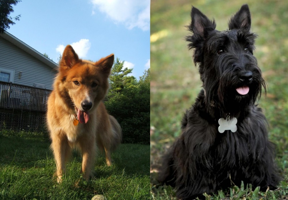 Scoland Terrier vs Karelo-Finnish Laika - Breed Comparison