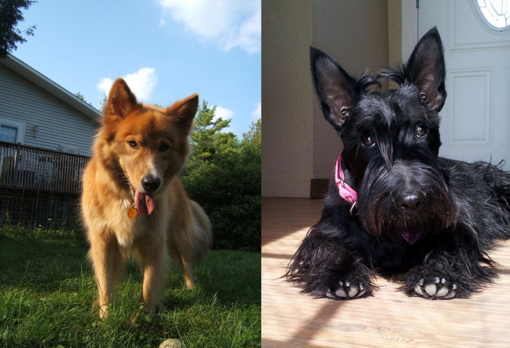 Scottish Terrier vs Karelo-Finnish Laika - Breed Comparison