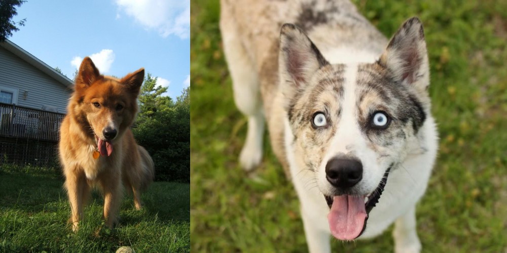 Shepherd Husky vs Karelo-Finnish Laika - Breed Comparison