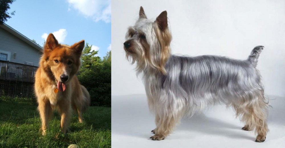 Silky Terrier vs Karelo-Finnish Laika - Breed Comparison