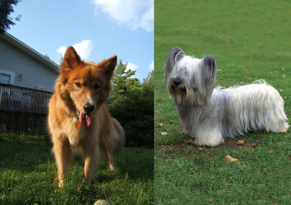 Skye Terrier vs Karelo-Finnish Laika - Breed Comparison