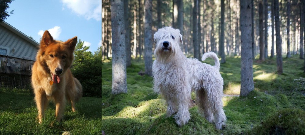Soft-Coated Wheaten Terrier vs Karelo-Finnish Laika - Breed Comparison