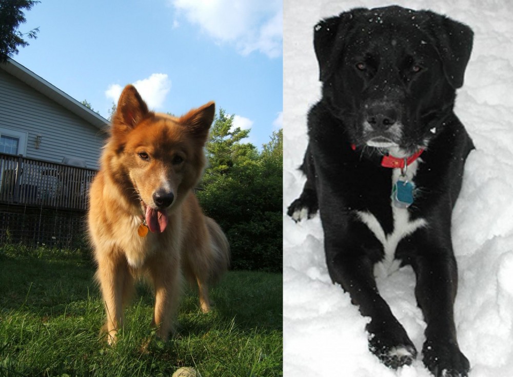 St. John's Water Dog vs Karelo-Finnish Laika - Breed Comparison